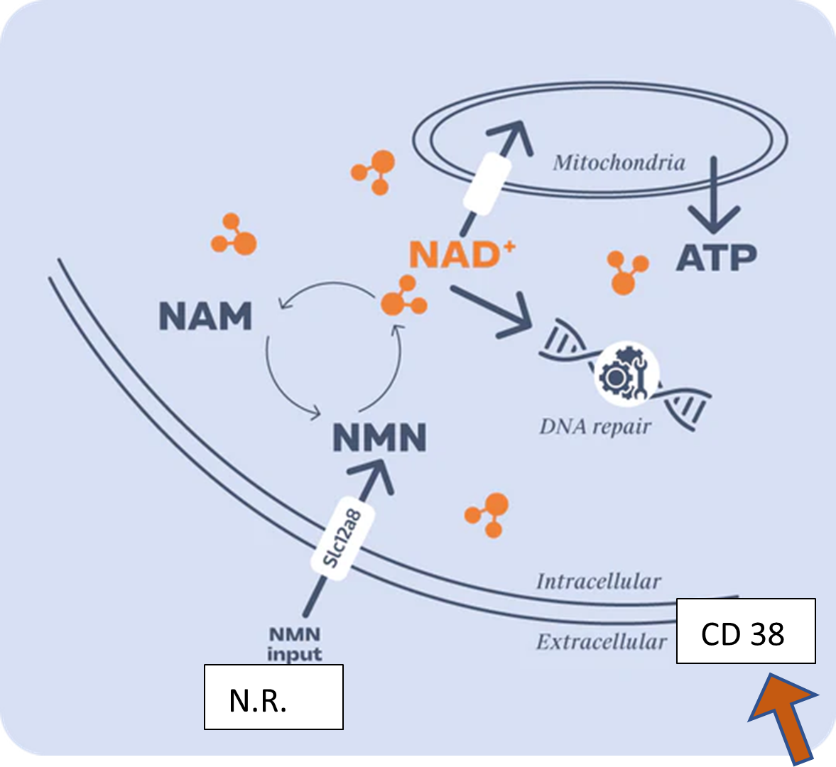 Nr Function Nicotinamide Riboside April 23 study confirms anti-ageing Vitamin ...